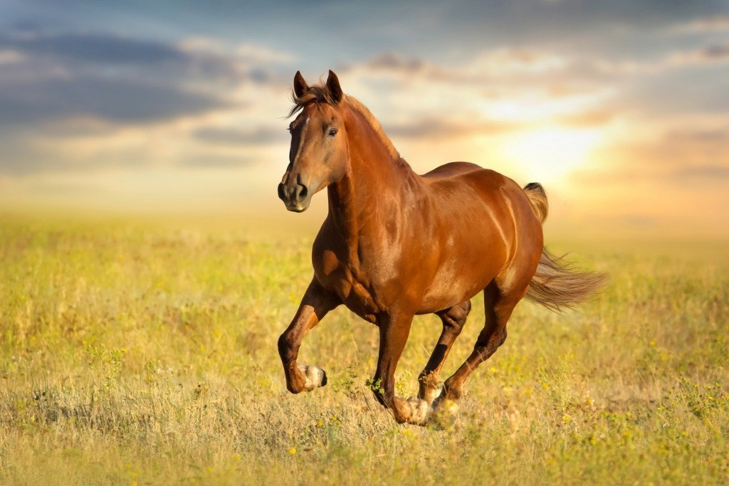 Ways Horse Can Save Money